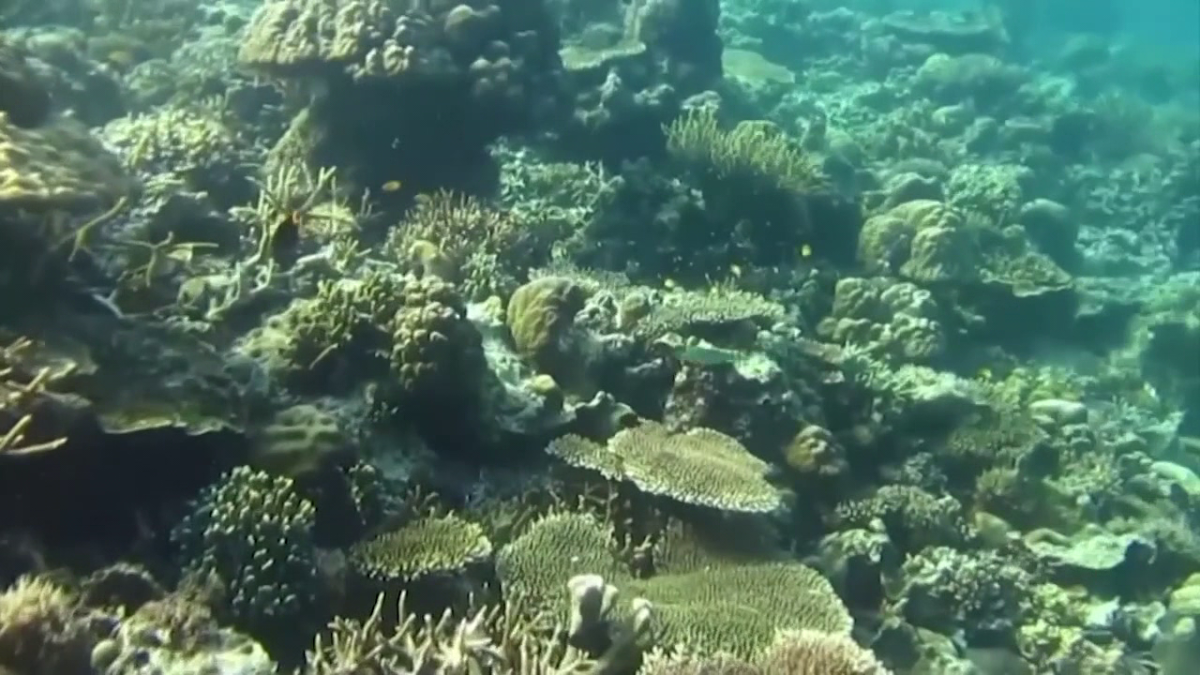 Sensor deployed to Florida Keys to monitor ocean acidification and protect Florida’s coral reef systems [Video]