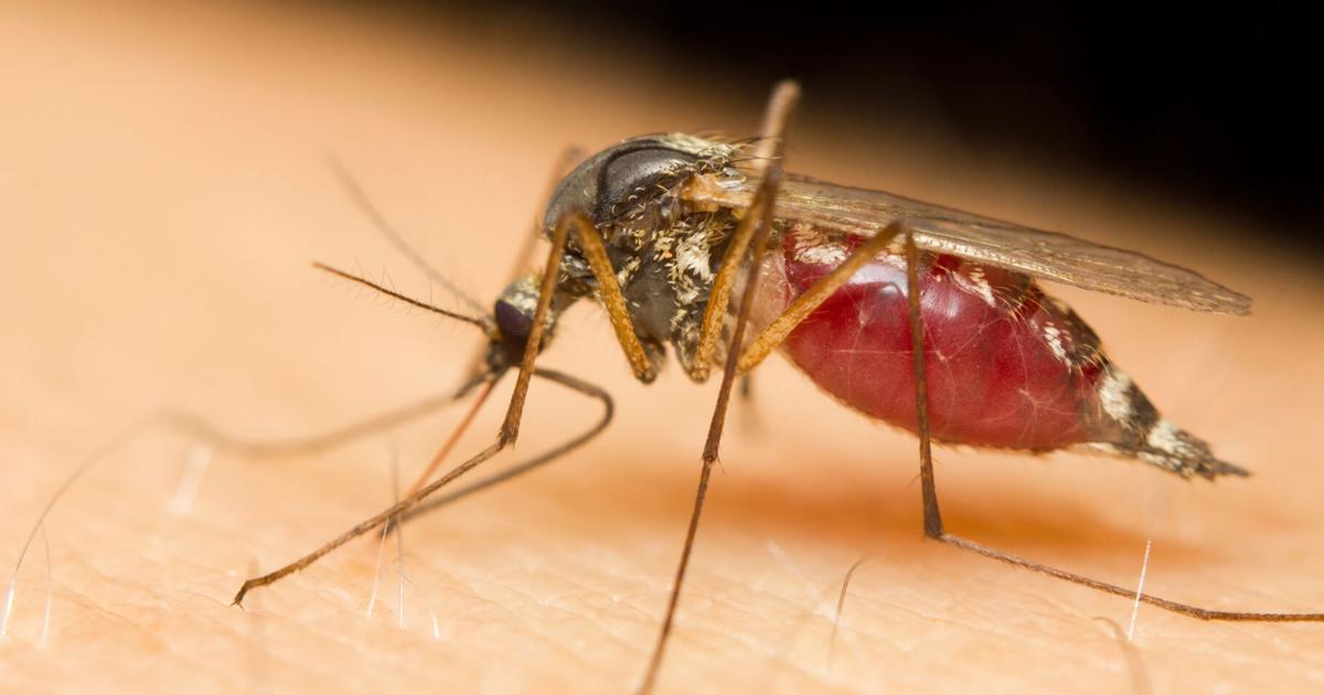 Nebraska mosquitoes found carrying Jamestown Canyon virus for first time [Video]