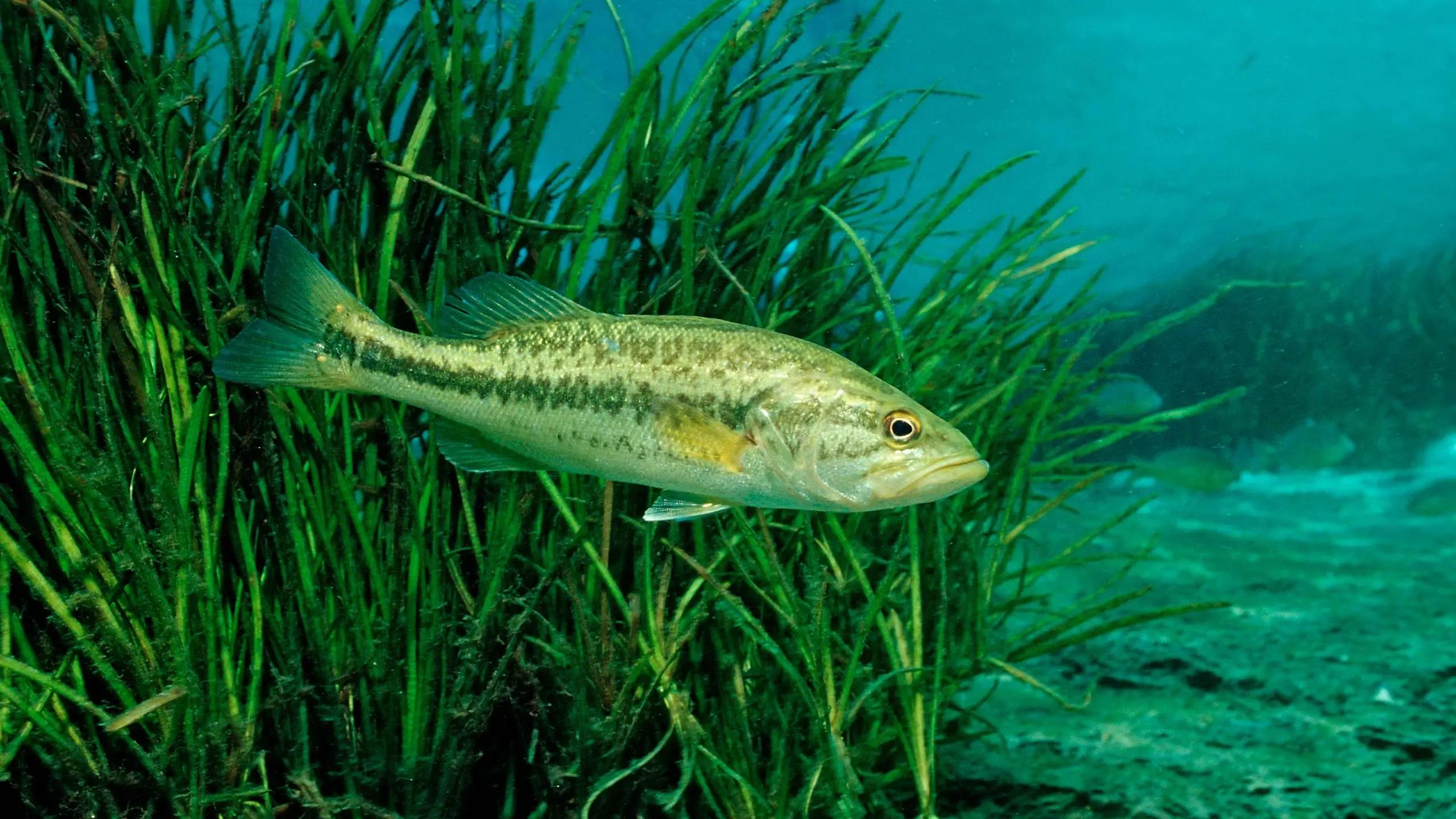 Largemouth bass is now known as Florida bass, ‘a distinct species’: ‘Crucial’ [Video]