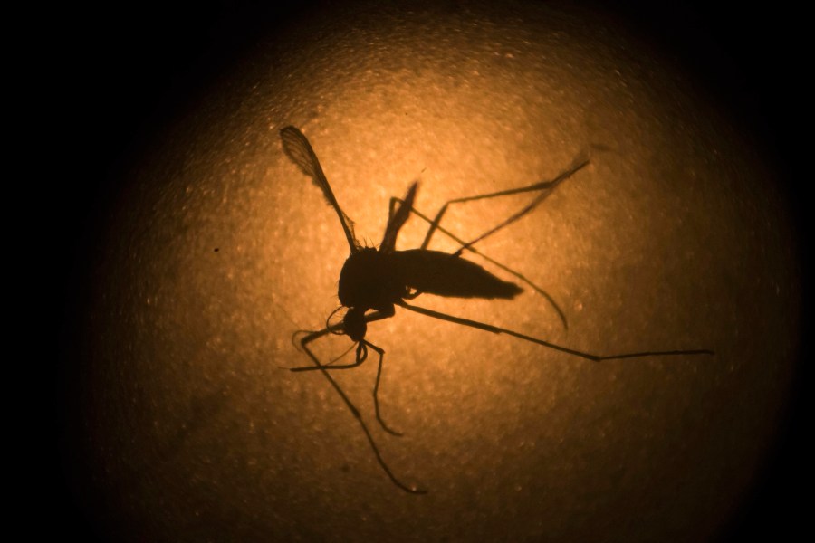 Weld Countys first human case of West Nile virus in 2024 identified [Video]