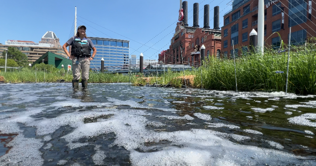 8,000 square foot Inner Harbor Wetland attracting nature to downtown [Video]
