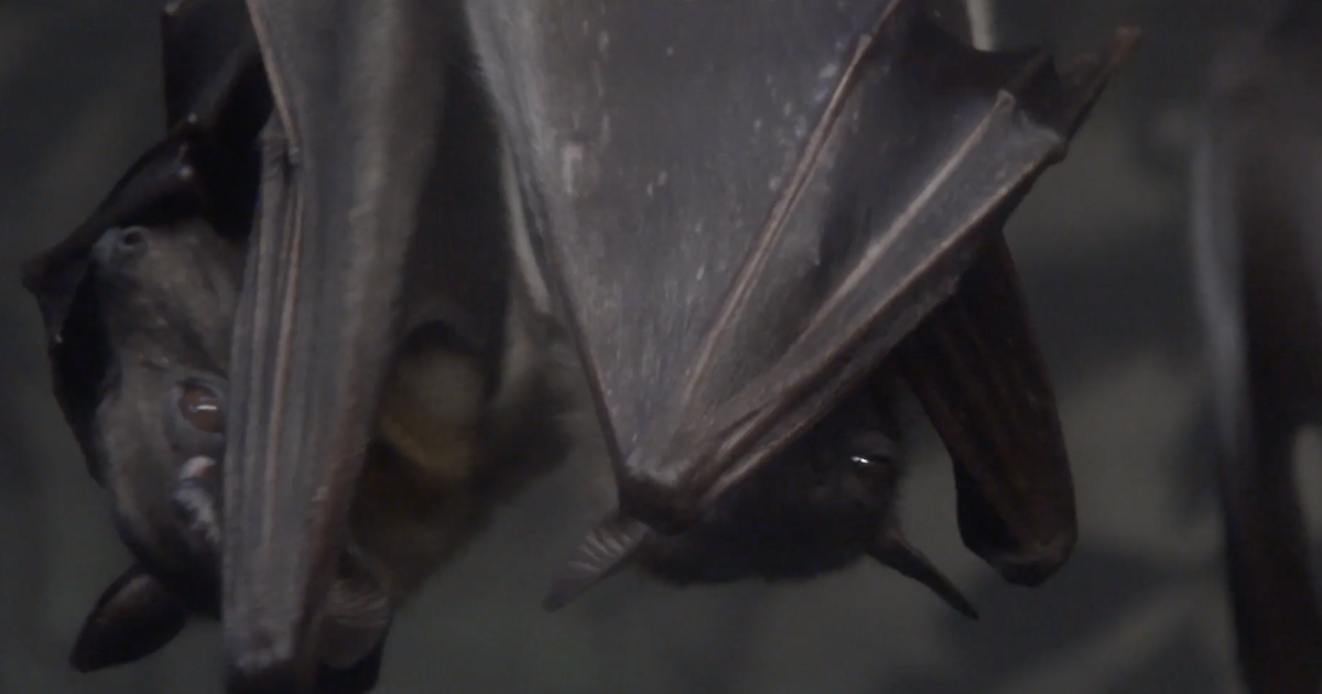 3 rabid bats found in Boulder County; health officials urge caution [Video]