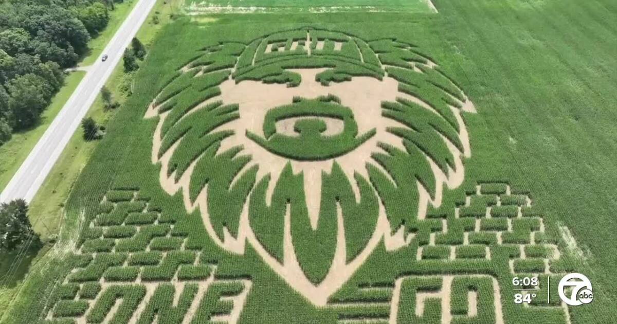‘Its phenomenal’: Massive Detroit Lions corn maze created on Webberville farm [Video]