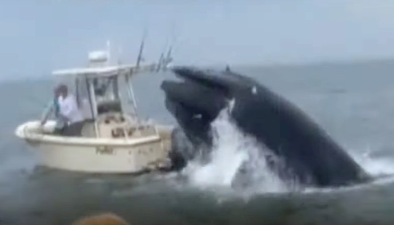 Video: Breaching whale lands on fishing boat, capsizing it off New Hampshire coast [Video]