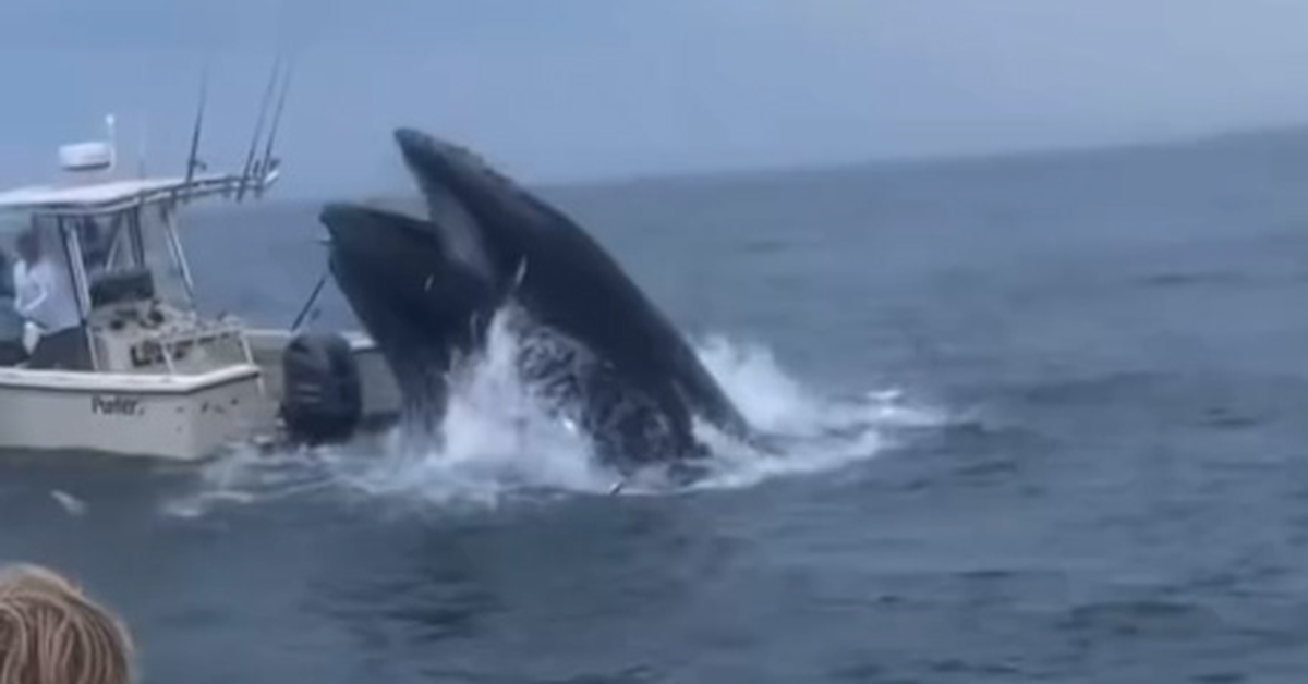 Incredible vision of whale’s destructive clash with boat [Video]