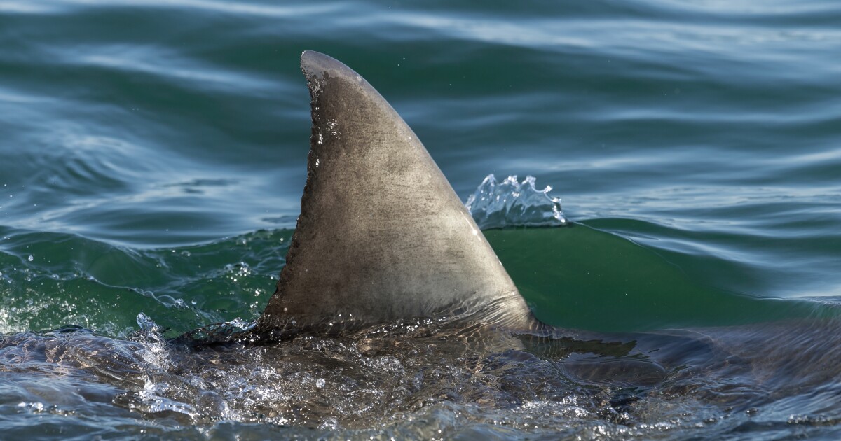 Scientists discover cocaine in sharks off the coast of Brazil [Video]