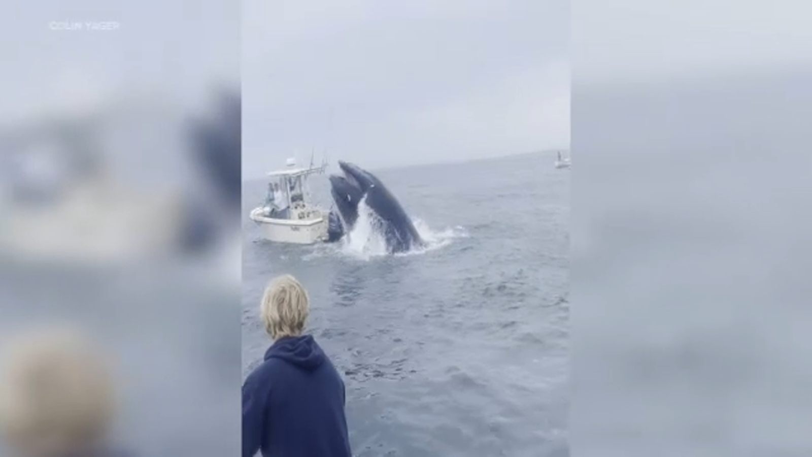 Breached whale capsizes boat on Atlantic Ocean in New Hampshire [Video]