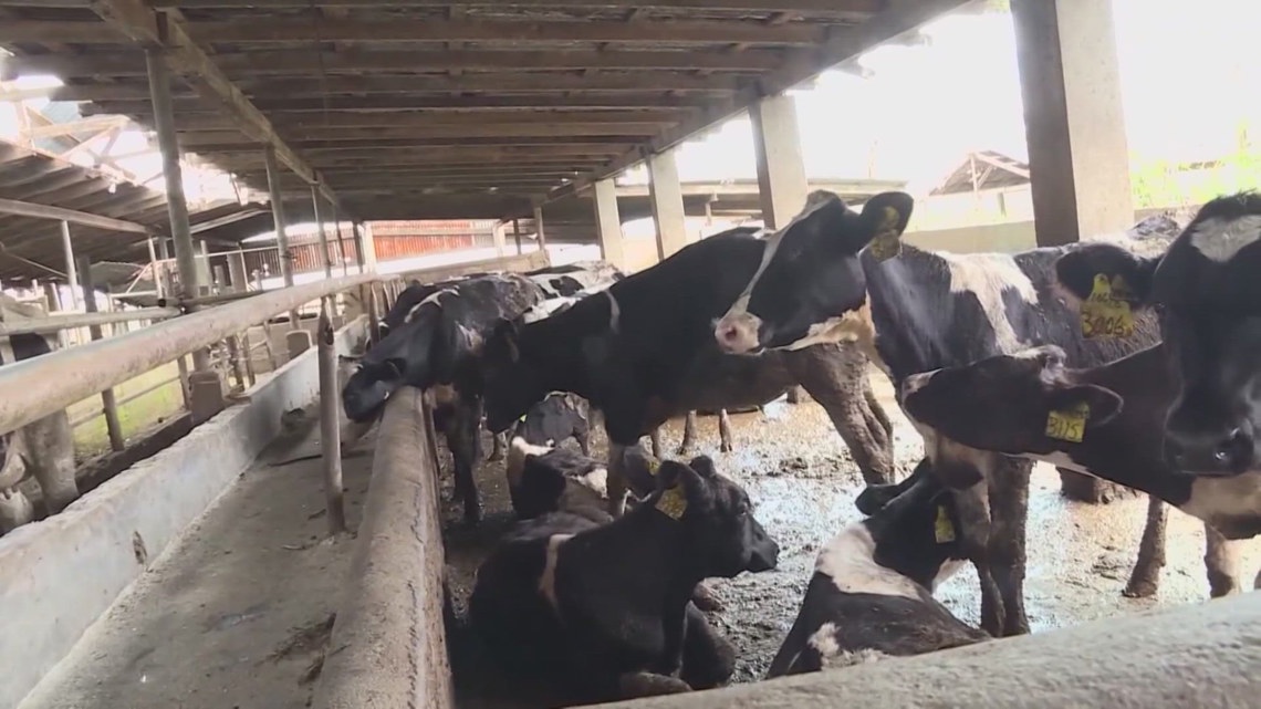 Colorado requiring dairy farms to test milk supplies for bird flu [Video]