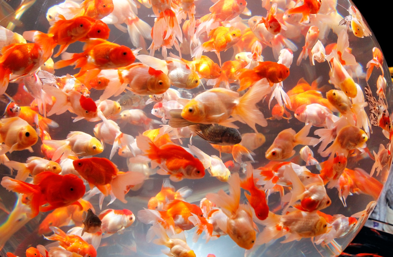 Goldfish invade Upstate NY pond; largemouth bass sent to eat them [Video]