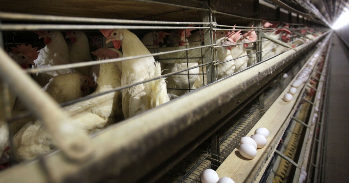 3 more Colorado poultry workers test positive for bird flu, bringing total to 10 [Video]