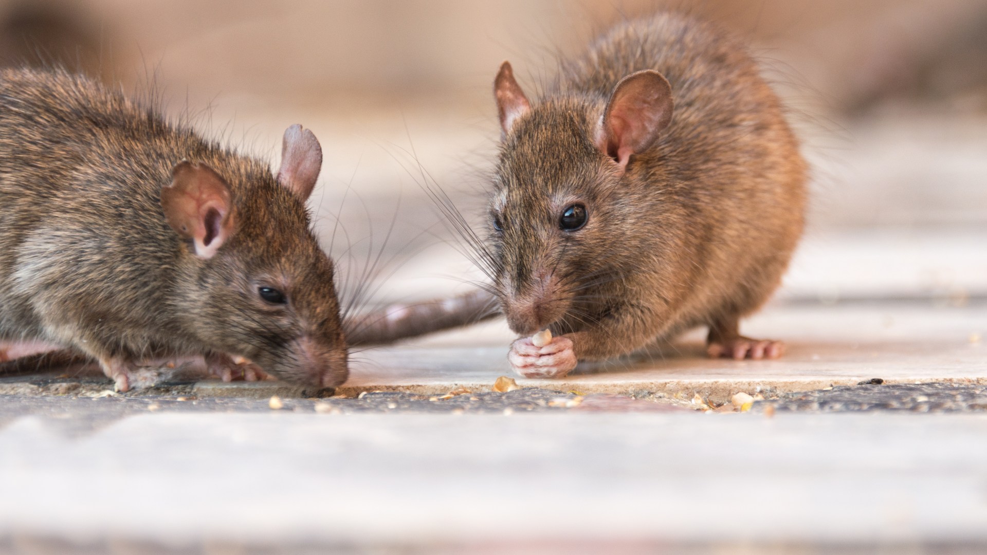 Incurable rat disease kills four people as health officials issue urgent alert amid ‘very serious’ surge in cases [Video]