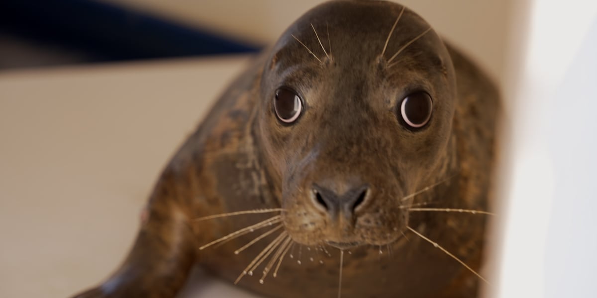 4 rescued seals released back into the wild after overcoming injuries [Video]