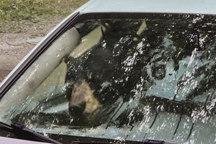 Black bear and cub destroy car in Connecticut after getting trapped inside [Video]