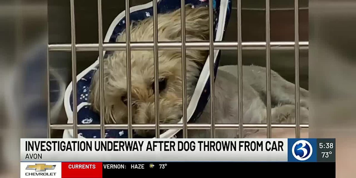 Public helps pay for surgery of dog thrown from vehicle in Avon [Video]