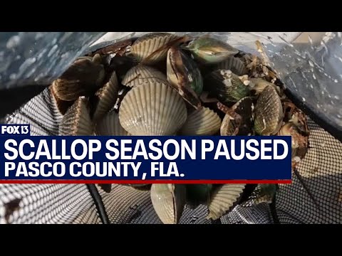 Florida pauses Pasco scallop season due to toxins [Video]