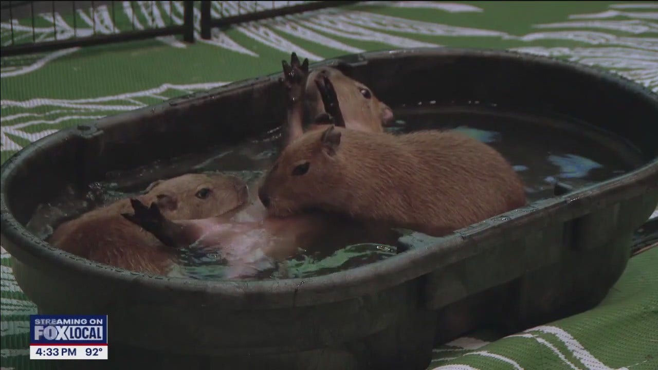 Meet the three young capybaras that have been staying at Clearwater Marine Aquarium [Video]