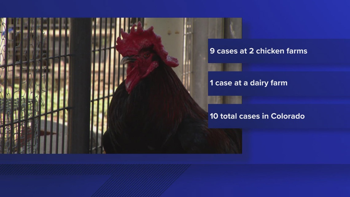 More human cases of avian flu reported in northern Colorado [Video]