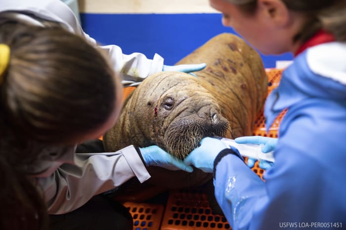 Rescued walrus calf ‘sassy’ and alert after seemingly being left by her herd in Alaska [Video]