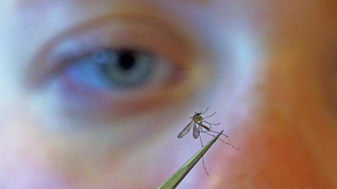 West Nile Virus detected in Danbury mosquitoes [Video]
