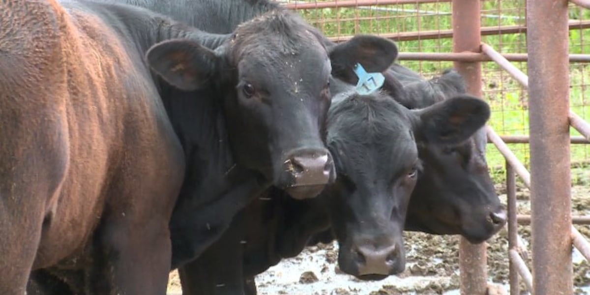 New beef processing facility to break ground in Roebuck [Video]