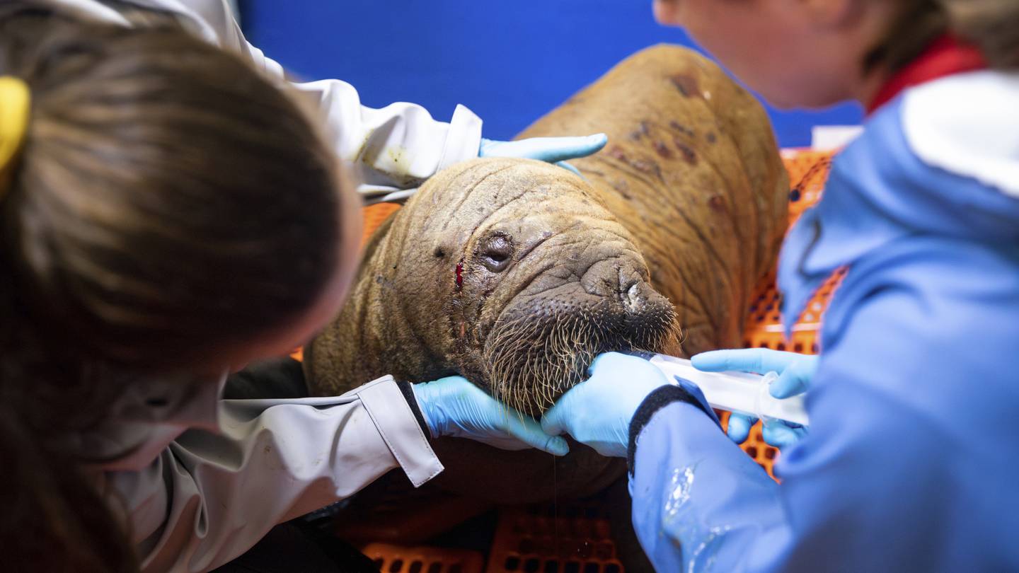 Rescued walrus calf ‘sassy’ and alert after seemingly being left by her herd in Alaska  WSB-TV Channel 2 [Video]