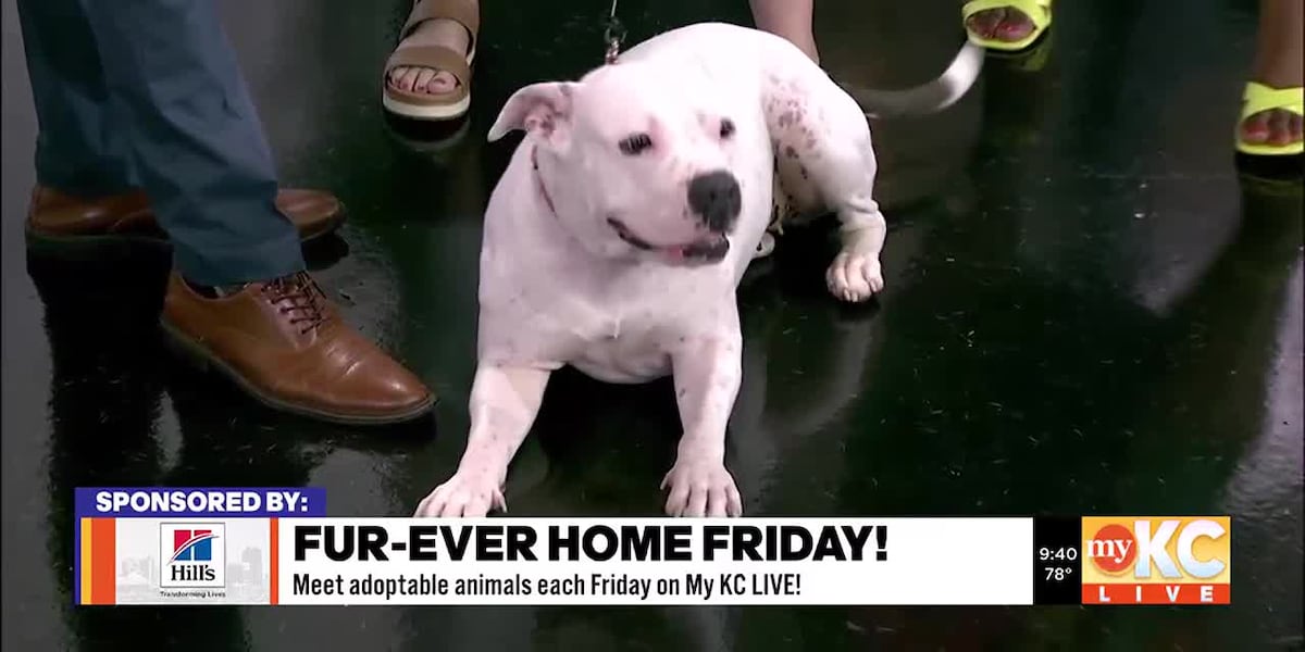 FurEver Home Friday: KC Pet Project [Video]